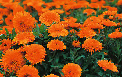  Pot Marigold Seeds - CANDYMAN DWARF - Calendula - Medicinal Benefits - 25 Seeds