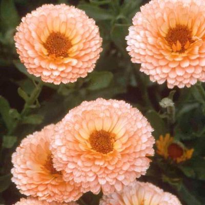 Calendula Seeds - PINK SURPRISE - Pot Marigold - Medicinal Benefits - 25 Seeds
