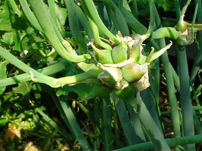Heirloom Egyptian Walking Onions -Catawissa Tree Onion -NON GMO  - 10 Bulbils