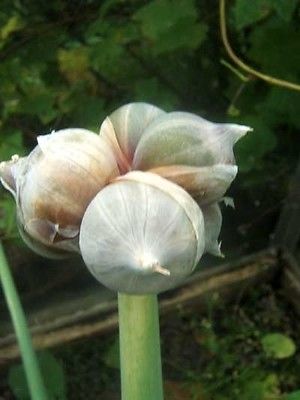 Heirloom Egyptian Walking Onions -McCullar's White Topset-NON GMO  - 10 Bulbils