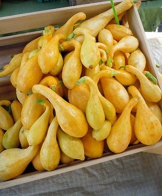 Squash Seeds - EARLY YELLOW CROOKNECK - Low Calorie, Versatile Fruit - 10 Seeds 