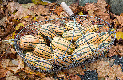 Honeyboat Delicata Winter Squash Seeds ★ GMO FREE ★ Stores Well ★ 20 Seeds