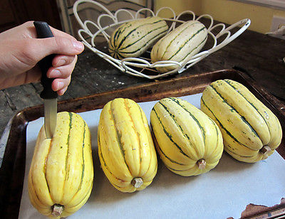 Squash Seeds - SWEET POTATO - Excellent for Pie Baking - Stores Well - 10 Seeds