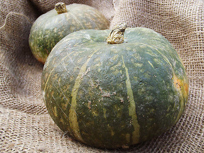 Squash Seeds - NUTTY DELICA - Vegetable - GMO FREE -  theseedhouse - 10 Seeds