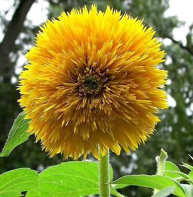 Sunflower Seeds - DWARF DOUBLE SUNGOLD - Helianthus Annuus - UNIQUE - 10 Seeds