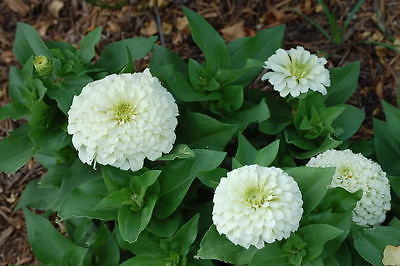 Zinnia Seeds - WHITE WEDDING - Dahlia-Shaped Blooms - Heat Tolerant - 20+ Seeds