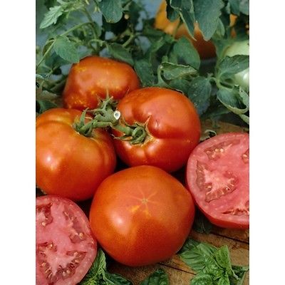 Tomato Seeds - HOMESTEAD - Productive Variety - Heirloom - Cookinmom - 25 Seeds 