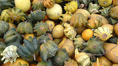 Gourd Seeds - GALAXY OF STARS - Small Hybrid Gourd - GMO FREE - 10 Seeds
