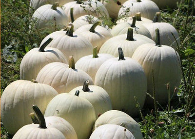 Cotton Candy Pumpkin Seeds - Pure White Pumpkins - Unique - 10 Organic Seeds