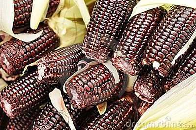 Corn Seeds - BLACK AZTEC SWEET - Easy to Dry and Store - Rare Variety - 40 Seeds