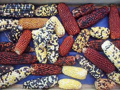 Corn Seeds - CUTIE POPS ORIENTAL - Tiny Rainbow Colored Seeds - 50+ Seeds 