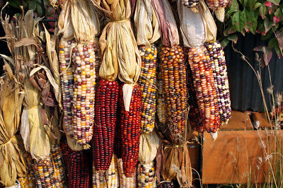 Corn Seeds - Gorgeous Indian Easy to Dry and Store --theseedhouse - 50+ Seeds 