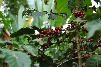 Coffee Plant Seeds - ETHIOPIAN DJIMMAH - Wild Grown - GMO FREE BEAN - 100+ Seeds