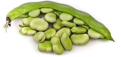Beans Seeds - FAVA BROAD - Fastest Maturing Bean Varieties-Nutritional- 25 Seeds