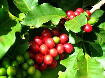 Coffee Plant Seeds - KENYA PEABERRY - MEDIUM STRONG BEANS - 50 Seeds