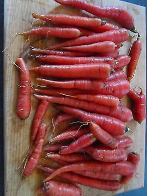 Carrot Seeds - NUTRI RED - Long, Slender, Red - Heirloom Garden - 500+ Seeds 