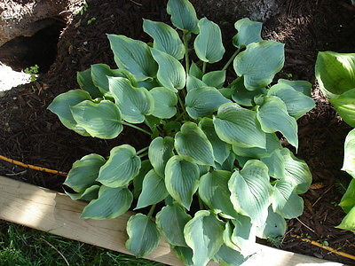 Hosta Plant - DEJA BLU - Shade Perennial, Border - Rabbit Resistant - 2 Shoots