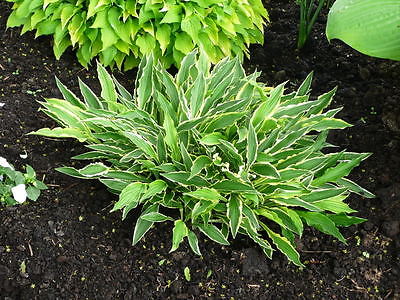 Hosta Plant - STILETTO - Ground Cover Perennial - Rabbit Resistant - 2 Shoots