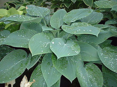 Hosta Plant - WHEATON BLUE - Great Container Plant - Shade Perennial - 2 Shoots