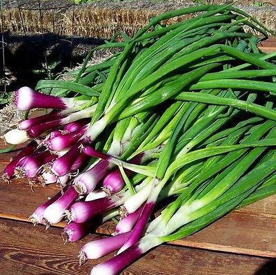Onion Seeds - CRIMSON FOREST BUNCH - Allium Fistulosum - GMO FREE - 50 Seeds