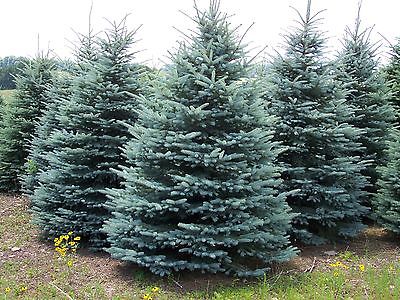 Spruce Tree Seeds - COLORADO BLUE - Versatile Evergreen Tree - Canada - 10 Seeds