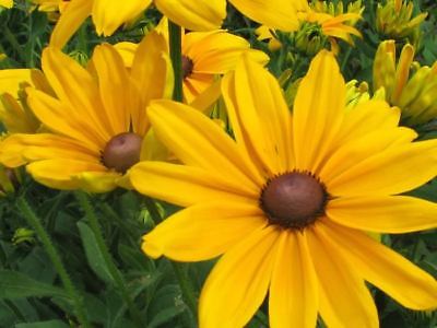 Black Eyed Susan - North America's Most Common Daisy - theseedhouse - 400+ Seeds
