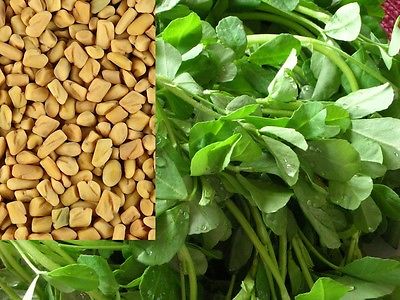 Fenugreek Seeds-Greek Hay-Herb and a Spice - theseedhouse -500+ Heirloom Seeds 