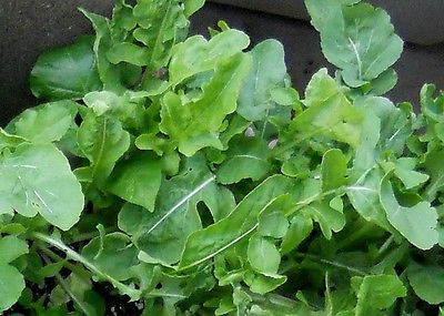 Arugula Roquette Seeds - Garden Rocket Herb - HEALTH BENEFITS  - 50 Seeds