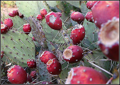 Prickly Pear Cactus Seeds - OPUNTIA - Cactus Pad - Edible Fruit - 20 Seeds 