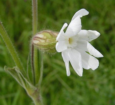 White Campion Seeds - Hardy Wildflower -Reseeds - Drought Tolerant - 50+ Seeds  