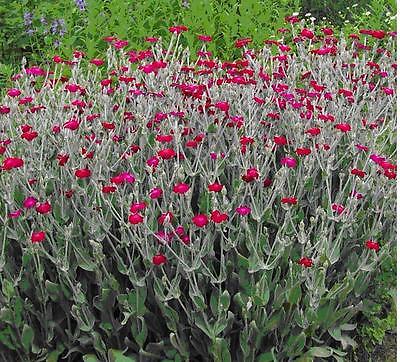 Rose Campion Seeds • Very Pretty Perennial Flower • Easy to Grow!! • 50+ Seeds •