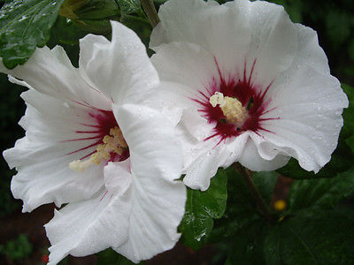 Rose of Sharon Seeds - White Satin - Winter Hardy Flowering Shrub -  25 Seeds 