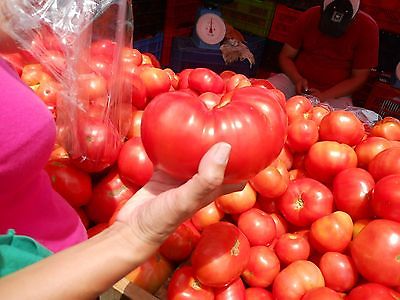 Tomato Seeds - BEEFSTEAK - Bush Tomato - Great for Freezing & Canning - 10 Seeds