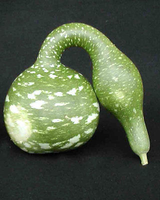 Gourd Seeds - SPECKLED SWAN - Easy Gourd Drying Instructions Included - 10 Seeds