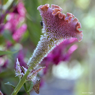 Cockscomb Seeds -BOMBAY PINK - Celosia - Great Dry Flower Arranging - 10 Seeds