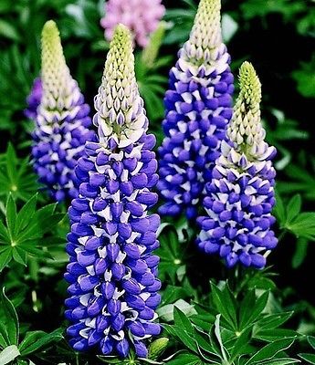 Lupin Seeds -  BLUE GOVERNOR - Cottage Country Perennial Favorite  -10 Seeds