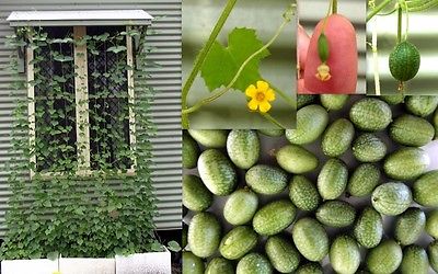 Cucamelon Seeds - MINI WATERMELON - Rare Bite Size Fruit- Garden Plant- 20 Seeds