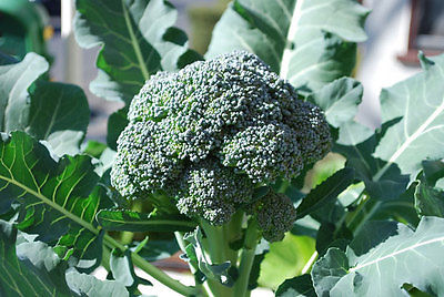 Broccoli Seeds - ARCADIA - Dark Blue - Green - Non-GMO - Rare - 100+ Seeds