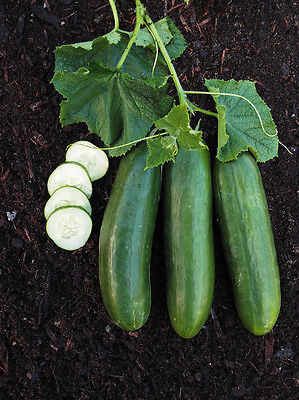 Cucumber Seeds - MERCURY - Sweet,Crisp Flavor - Heirloom - 50 Fresh Seeds 