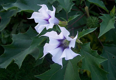 Datura Tatula Seeds - LA FLEUR LILAC - Wonderful Evening Fragrance - 10 Seeds 