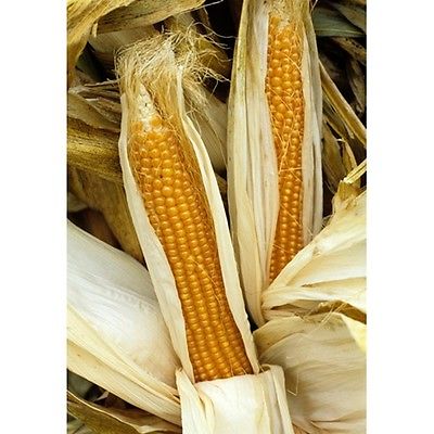 Popcorn Seeds - Creme Puff - Grow Your Own Popcorn- Zea Mays- GMO FREE- 50 Seeds