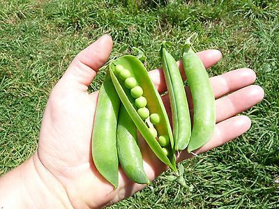Pea Seeds - LINCOLN HOMESTEADER - Exceptional Sweetness and Flavor - 50 Seeds 