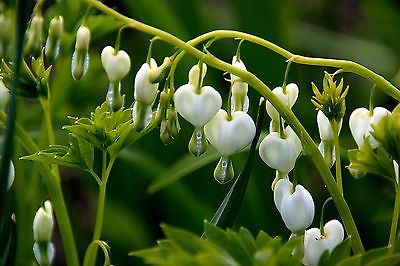 Dicentra Spectabilis Seeds - ALBA -  Plant of Romance - theseedhouse -10 Seeds 
