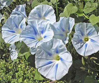 Morning Glory Seeds ~ GLACIER STAR ~ Fast Growing Annual Climbing Vine ~10 Seeds