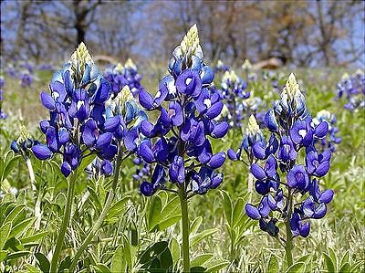 TEXAS BLUEBONNET - Unbelievable Beautiful Display - Spiked Blue Blooms -10 Seeds