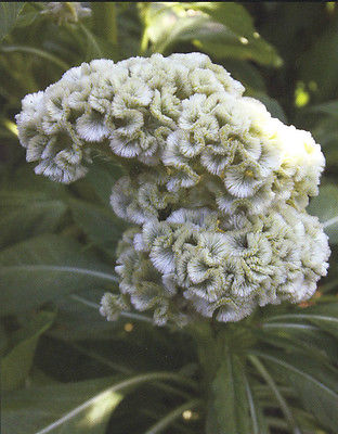 Cockscomb Seeds - AMISH WHITE - Celosia - Heat Tolerant, Sun Loving - 10 Seeds