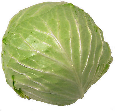 Cabbage Seeds - ATLANTIS - Early Variety - Favorite in Canada -NON GMO- 50 Seeds