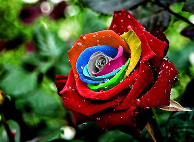 Mystic Dream Rose Seeds -  Multicolor Roses - Winter Hardy Plant - 10 Seeds