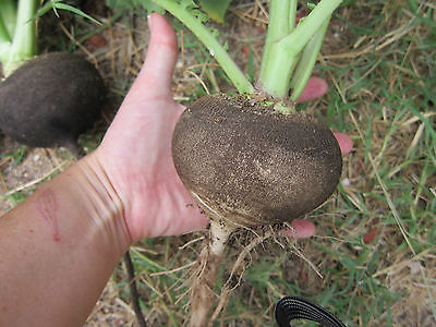 Black Spanish Radish Seeds ~ Radish Nero Tondo ~  Heirloom Vegetable ~ 50 Seeds