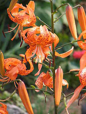 Tiger Lily Seeds ( Bulbils ) -Long Lasting Blooms-Flowering Perennial-10 Bulbils